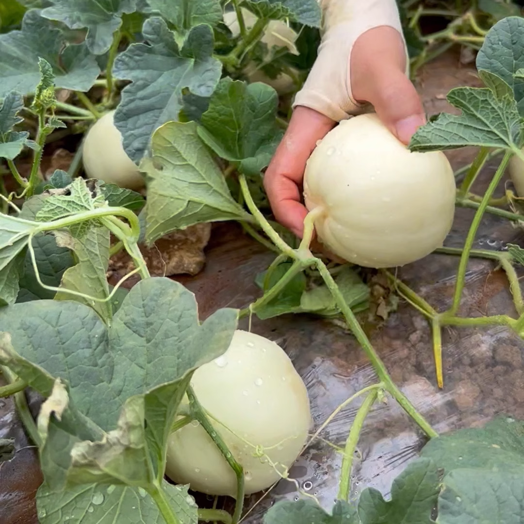 Semillas de melón perezosas