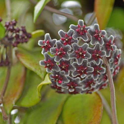 Egrow 20 unidades/paquete de semillas de Hoya, semillas en maceta, semillas de flores de Hoya Carnosa, plantas de jardín