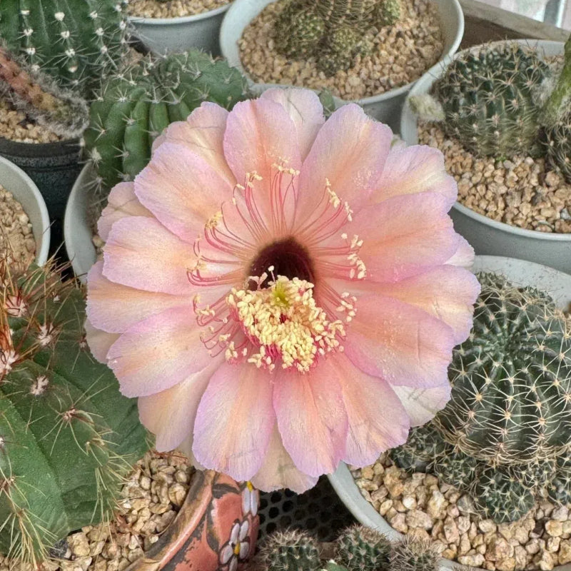 Mezcla de especies de cactus Echinopsis en floración 🌵🌸