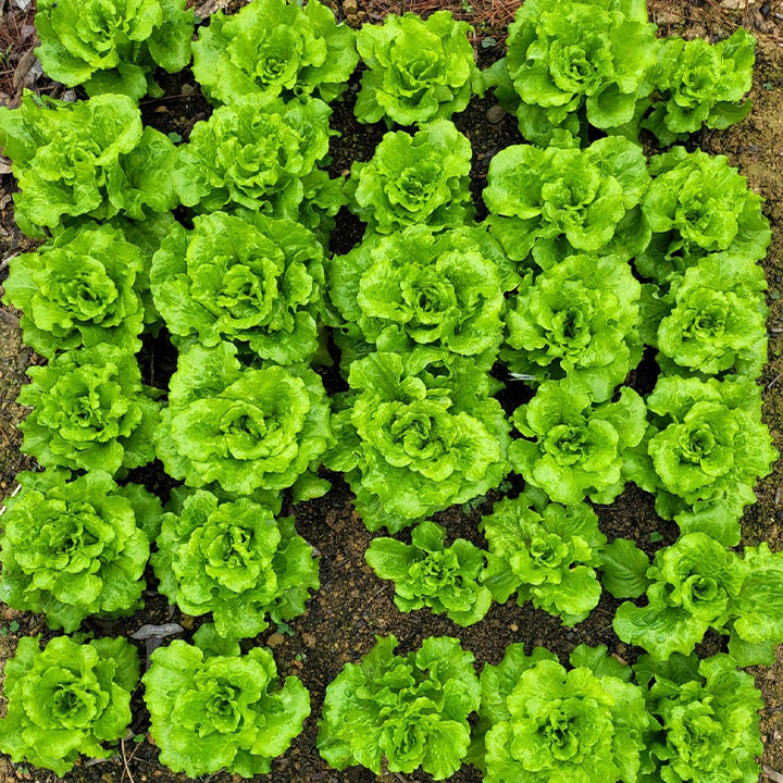 Semillas de lechuga orgánica