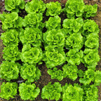 Semillas de lechuga orgánica