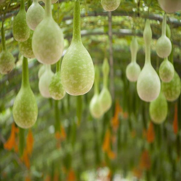 Semillas de calabaza de Lagenaria siceraria