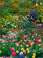 Semillas de Flores Perennes Mixtas-Más de 60 variedades mezcladas