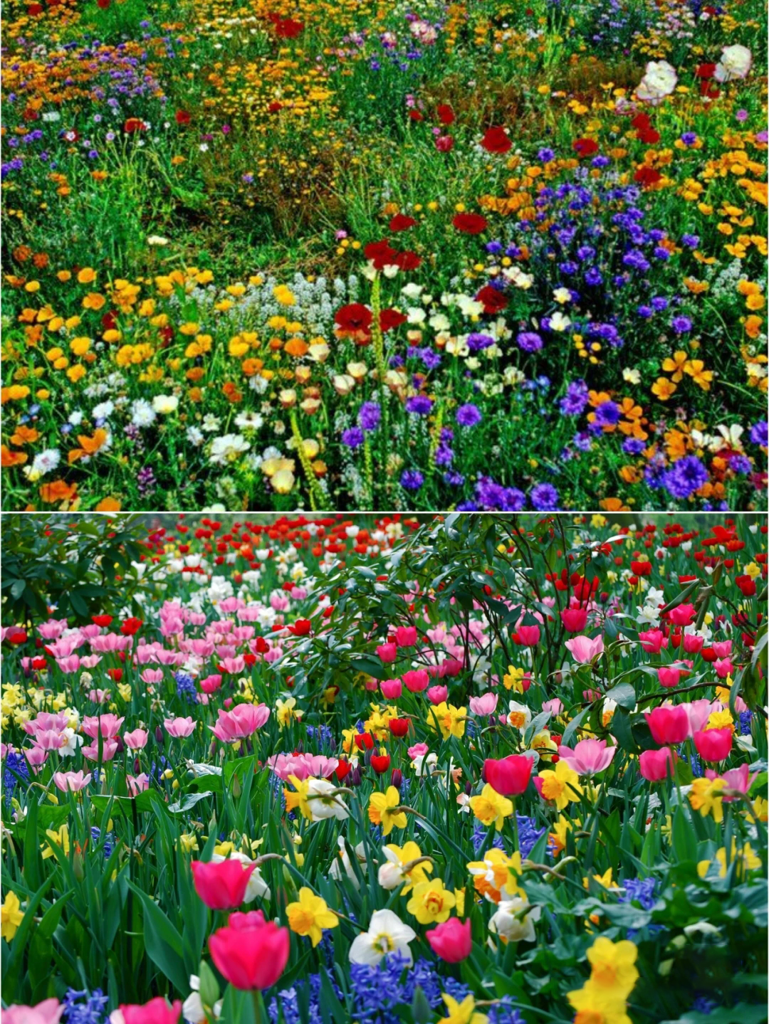 Semillas de Flores Perennes Mixtas-Más de 60 variedades mezcladas