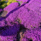Creeping Thyme Homegrown Seeds🌱Easy to Plant and Grow Non-GMO Perennial Flower Premium Seeds🌺