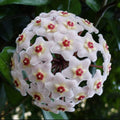 Semillas de flores de Hoya Carnosa - Hortensia grande agrupada con muchas florecillas en forma de estrella