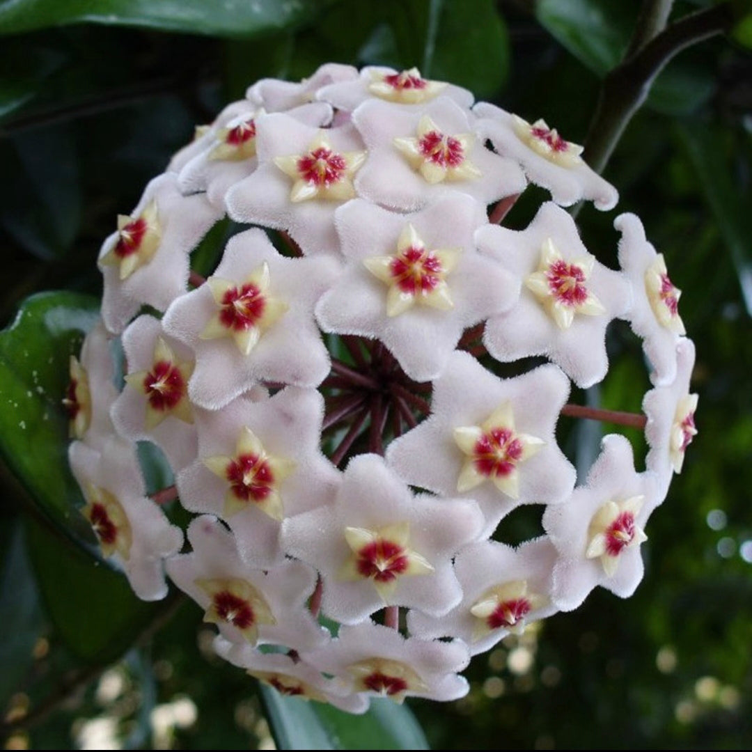 Semillas de flores de Hoya Carnosa - Hortensia grande agrupada con muchas florecillas en forma de estrella