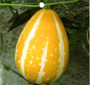 Semillas de calabaza raras y exóticas