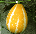 Semillas de calabaza raras y exóticas