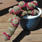 Las semillas de la planta de flor de cactus Mammillaria Matudae