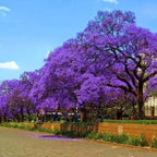 Semillas de jacarandá