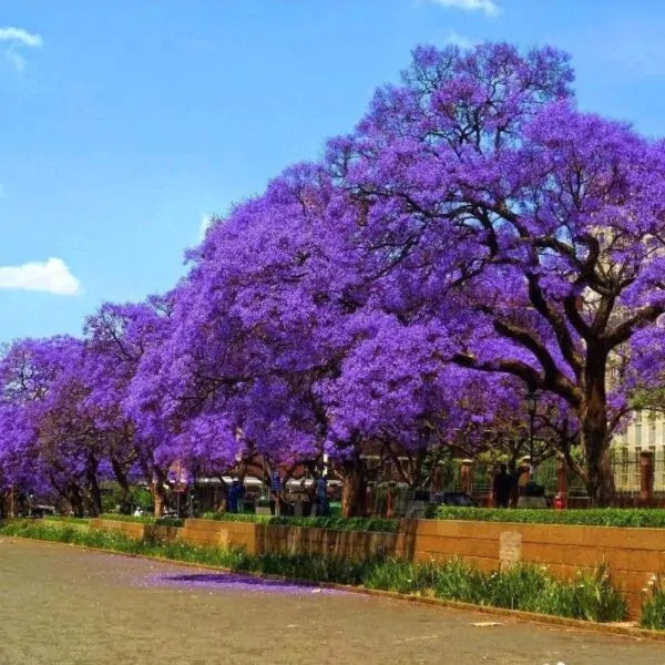 Semillas de jacarandá
