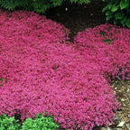 Creeping Thyme Homegrown Seeds🌱Easy to Plant and Grow Non-GMO Perennial Flower Premium Seeds🌺