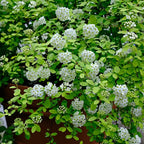 💛Spiraea Golden Fountain