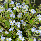 💐Escutelaria Emei