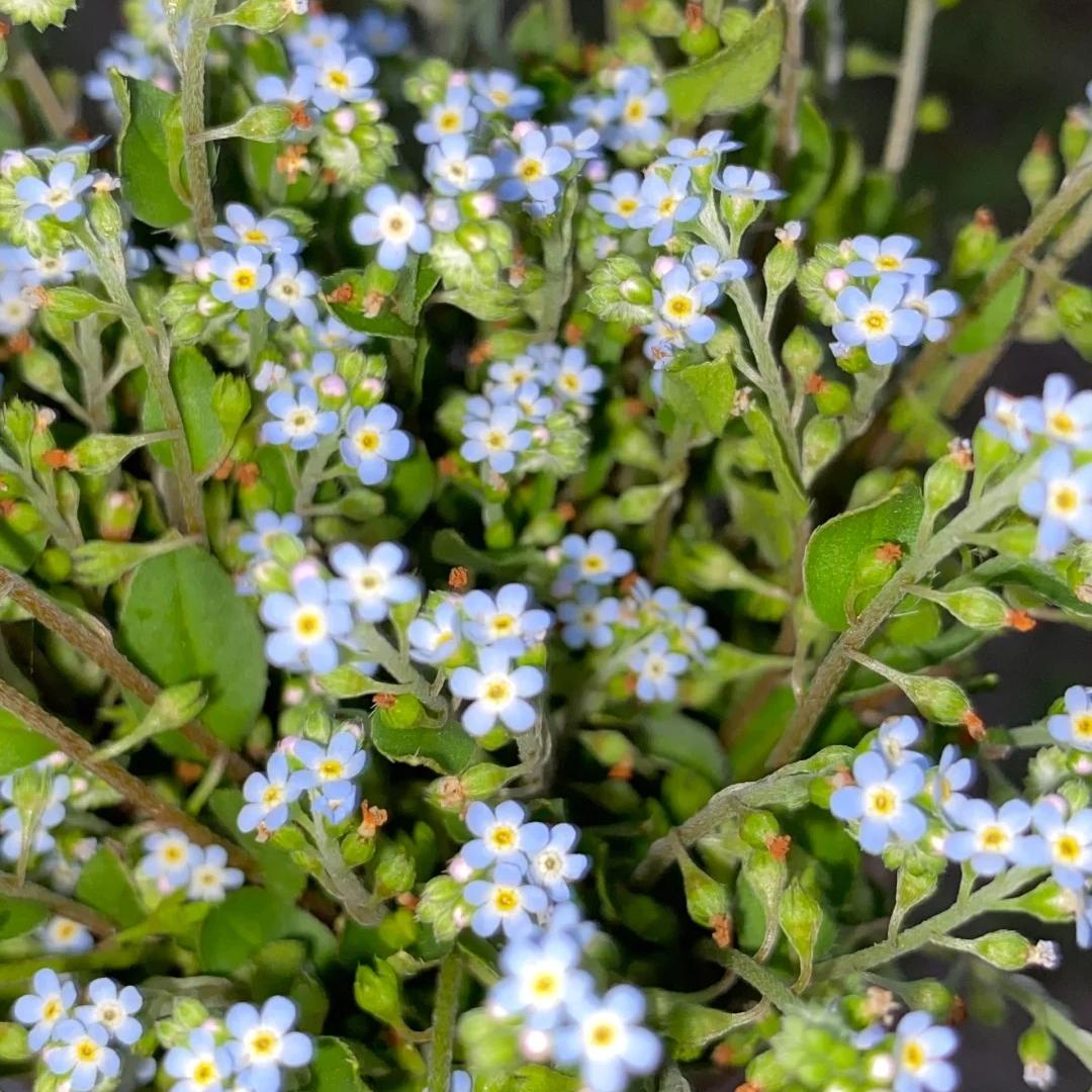 💐Escutelaria Emei