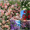 Promoción de primavera 49% DE DESCUENTO - 🌱Semillas de rosal trepador