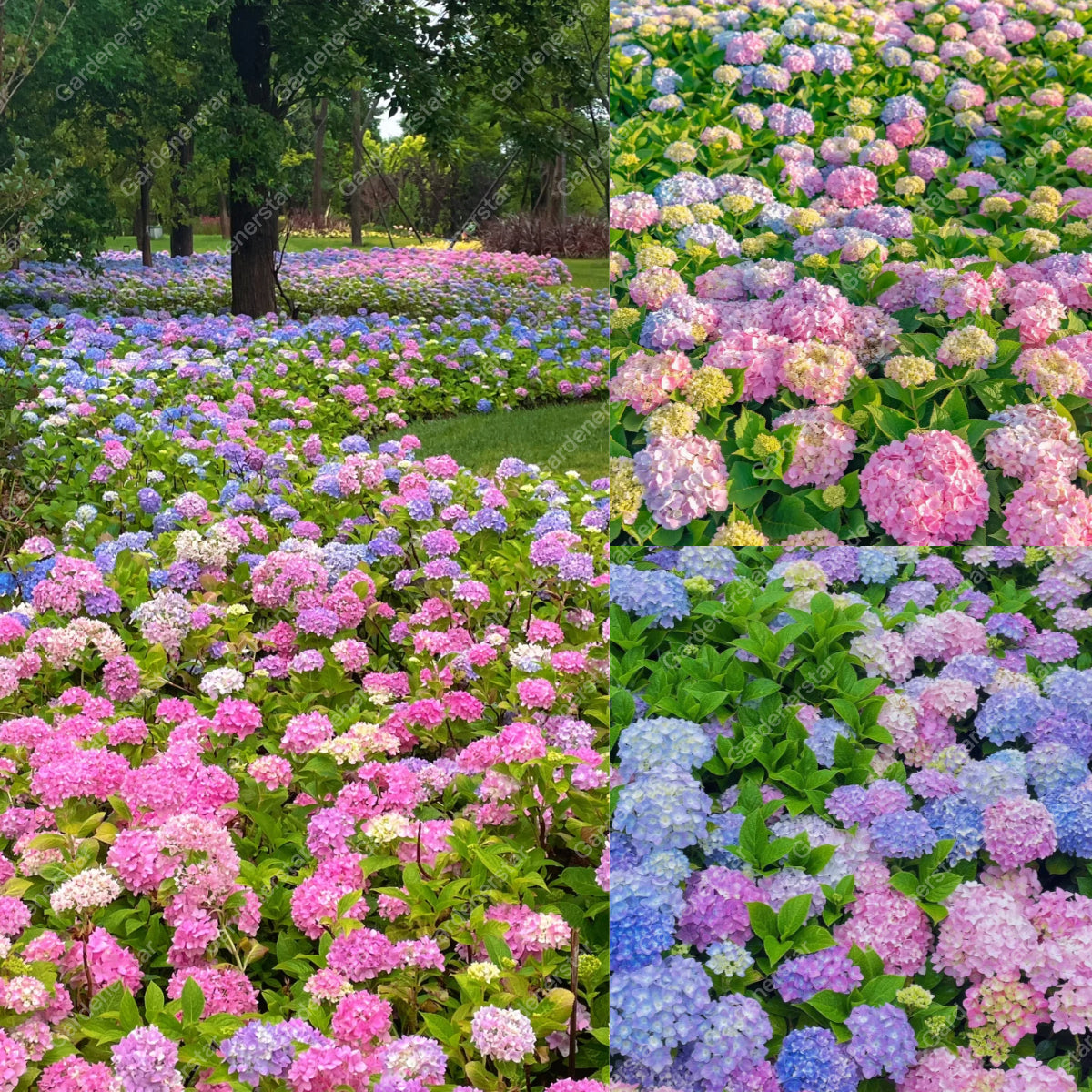 💐Hortensia Endless Summer Falls