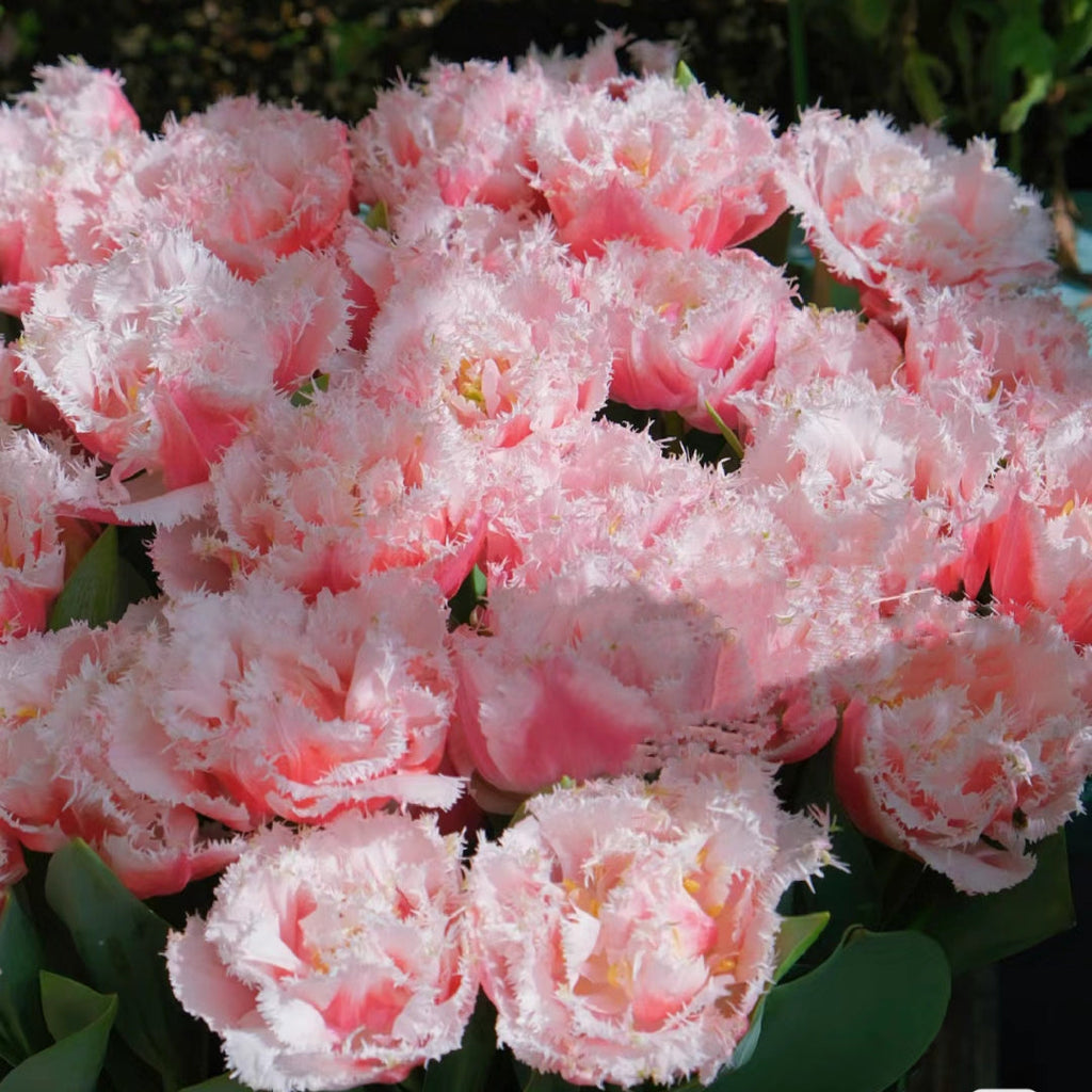 Semillas de tulipán de color raro para bonsái