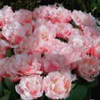 Semillas de tulipán de color raro para bonsái