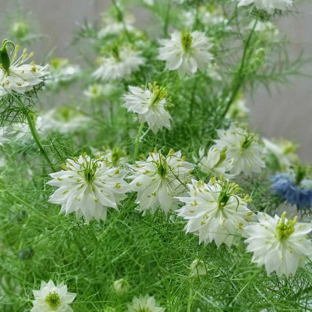💚Nigella verde