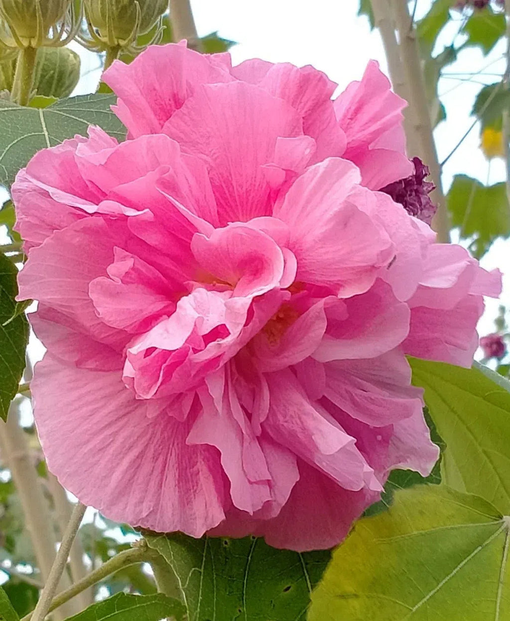 🌸Hibisco Borracho - Cambia de Color Tres Veces al Día