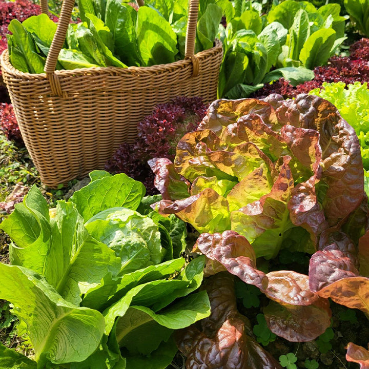 Semillas de lechuga orgánica