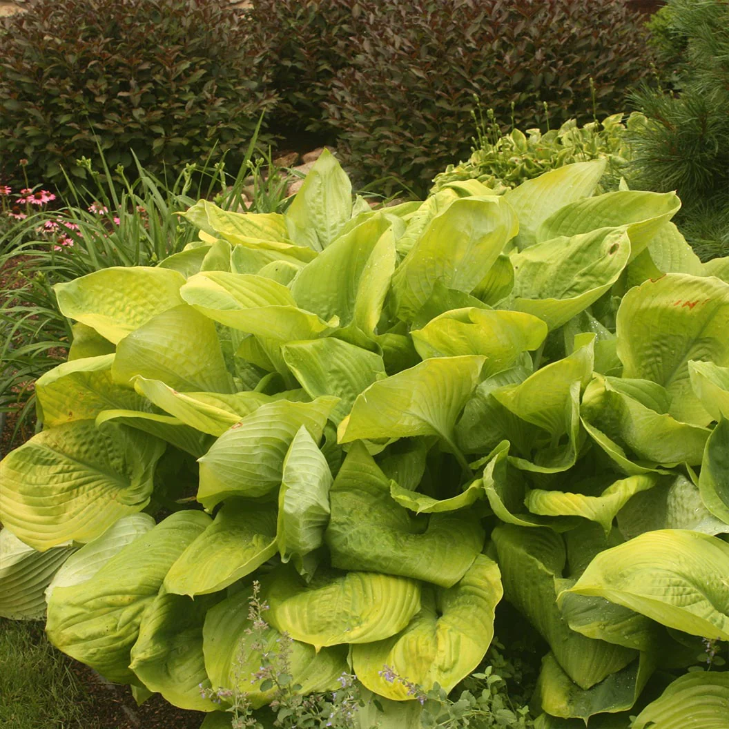 Hosta – La Elegancia Amante de la Sombra para Tu Jardín 🌿✨