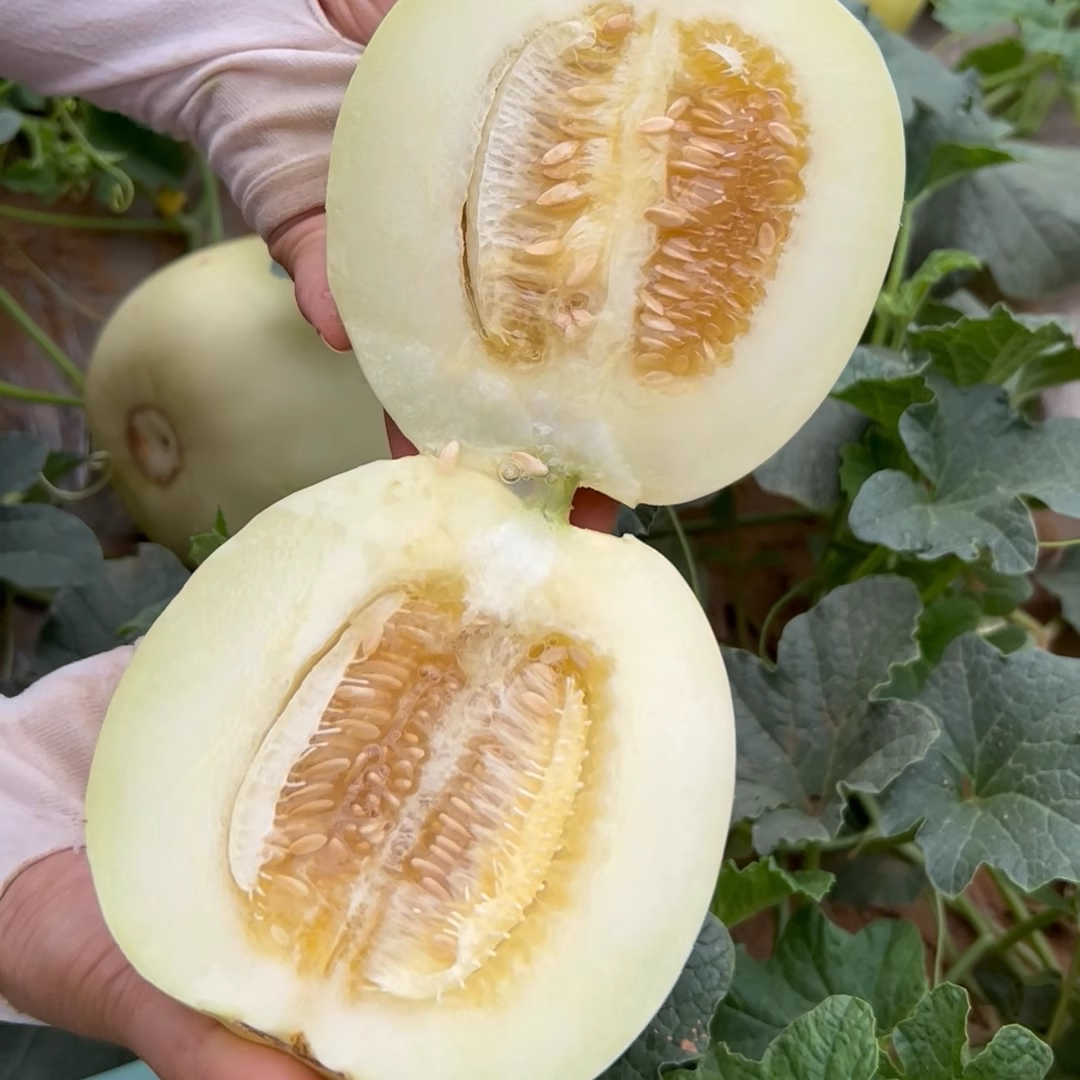 Semillas de melón perezosas