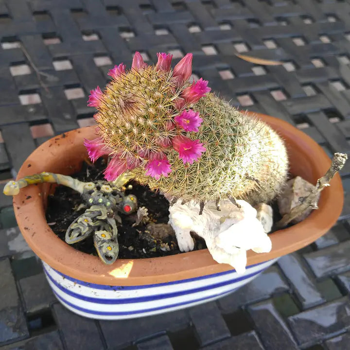 Las semillas de la planta de flor de cactus Mammillaria Matudae