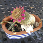 Las semillas de la planta de flor de cactus Mammillaria Matudae