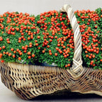 Egrow 50Pcs(100Pcs)/Bag Lamp Beads Grass Seeds Flower Seeds Garden Bonsai Plant for Home Garden Plants