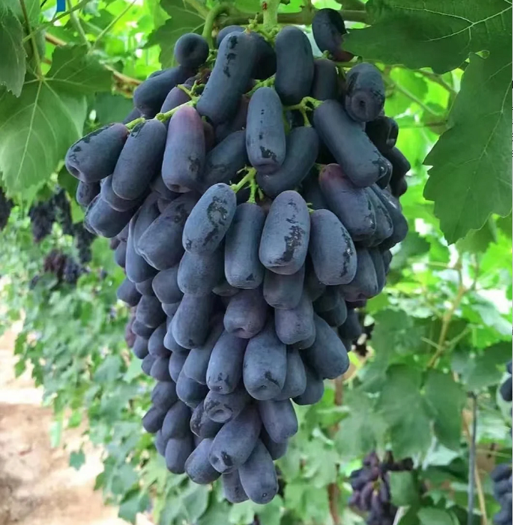 Semillas de uva Sweet Sapphire