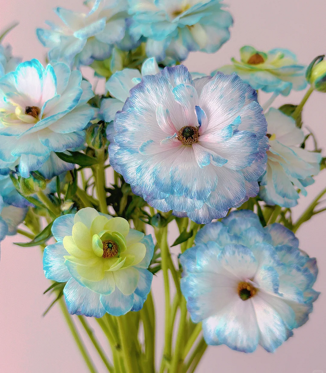 Flor de peonía con mariposa azul claro