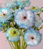Flor de peonía con mariposa azul claro