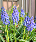 Semillas de Muscari