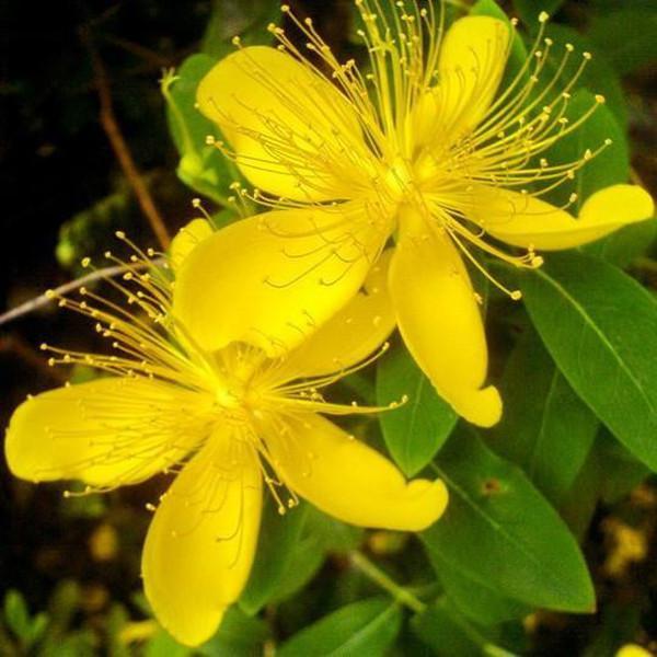 Semillas de hipérico de flores amarillas