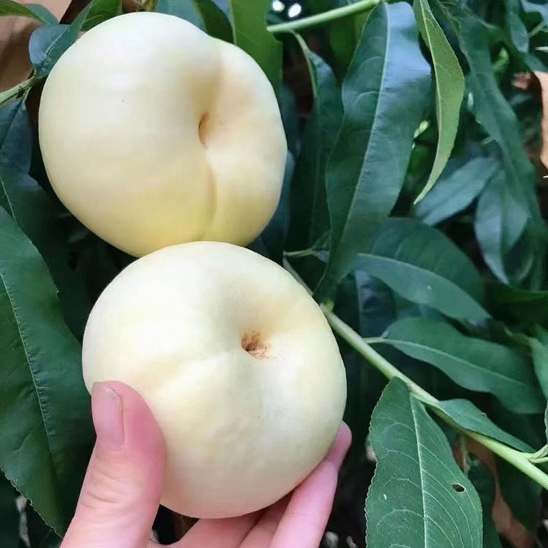 Semillas planas de nectarina
