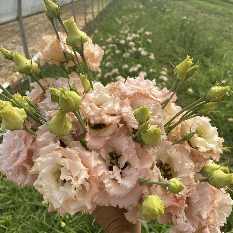 Semillas de Eustoma Russellianum
