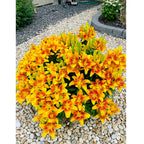 Lily Bulbs