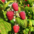 Semillas de frambuesa