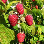 Semillas de frambuesa