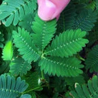 COLORFUL MIMOSA SEEDS