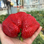 🍓Semillas de fresa súper gigantes