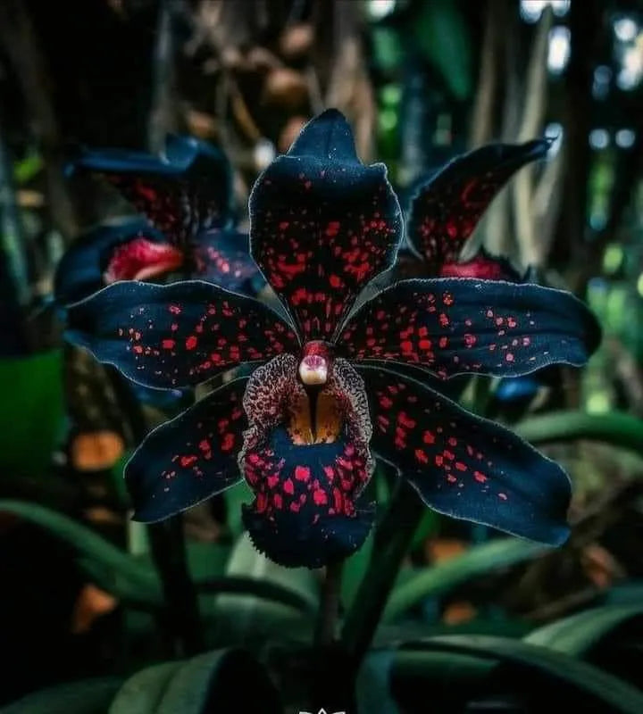 🔥[Limited Time Sale]🌺Iris Bulbs - Rare Species(#20)