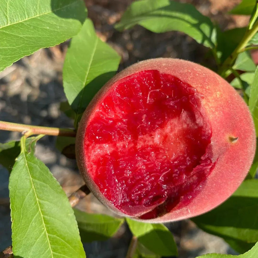 Semillas de melocotón de sangre