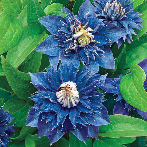 Clematis Seeds
