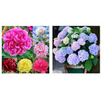 🔥ÚLTIMO DÍA 45% DE DESCUENTO🌺LA REINA DE LAS FLORES—PEONÍAS DE PÉTALOS DOBLES