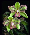 🔥[Limited Time Sale]🌺Iris Bulbs - Rare Species(#21)