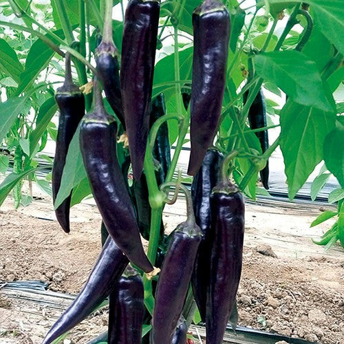 Semillas de pimiento morado-negro